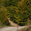 The road from Cracaul Negru to Cuejdel Lake