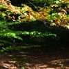 The road from Cracaul Negru to Cuejdel Lake