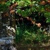 The road from Cracaul Negru to Cuejdel Lake