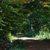 The road from Cracaul Negru to Cuejdel Lake