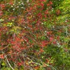 Autumnal colors on Secu Valley