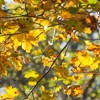 Autumnal colors on Secu Valley