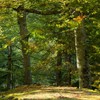 Autumnal colors on Secu Valley