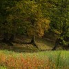 Autumnal colors on Secu Valley