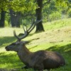 Aurochs Reservation Neamt