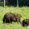 Aurochs Reservation Neamt