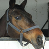 Equestrian Complex Piatra Neamt 2010