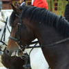 Equestrian Complex Piatra Neamt 2010