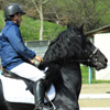 Equestrian Complex Piatra Neamt 2010
