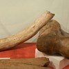 Prehistoric mammals exhibition