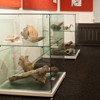 Prehistoric mammals exhibition