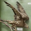 The birds exhibition from the Natural Science Museum from Piatra Neamt