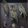 The birds exhibition from the Natural Science Museum from Piatra Neamt