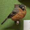 The birds exhibition from the Natural Science Museum from Piatra Neamt