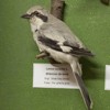 The birds exhibition from the Natural Science Museum from Piatra Neamt
