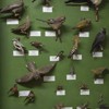 The birds exhibition from the Natural Science Museum from Piatra Neamt