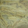 Fossile fishes from Europe