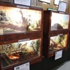 Reptile exhibition 2013