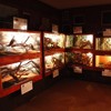 Reptile exhibition 2013