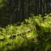 Hiking in Ceahlau: Izvorul Muntelui - Poiana Maicilor - Dochia