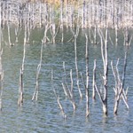 Romanian Tourism - Lake Cuiejdel