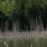 Romanian Tourism - Lake Cuiejdel