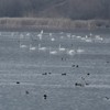 Swans on Pangarati Lake 2014