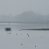 Swans on Pangarati Lake 2014