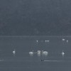 Swans on Pangarati Lake 2014
