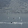 Swans on Pangarati Lake 2014