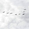 Swans on Pangarati Lake 2014