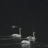 Swans on Pangarati Lake 2014