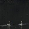 Swans on Pangarati Lake 2014