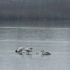 Swans on Pangarati Lake 2014