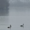 Swans on Pangarati Lake 2014