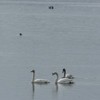 Swans on Pangarati Lake 2014