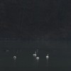 Swans on Pangarati Lake 2014