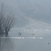 Swans on Pangarati Lake 2014