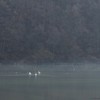 Swans on Pangarati Lake 2014