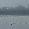 Swans on Pangarati Lake 2014