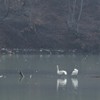 Swans on Pangarati Lake 2014