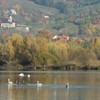 Swans and wild ducks