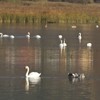 Swans and wild ducks
