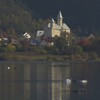 Swans and wild ducks