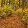 Autumn on Cozla Mountain 2012