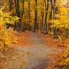 Autumn on Cozla Mountain 2012