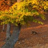 Autumn on Cozla Mountain 2012