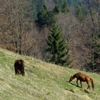 Hiking in Tarcau-Brates Area Batca Rachitei Peak