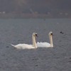 Swans Pangarati lake 2011