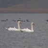 Swans Pangarati lake 2011
